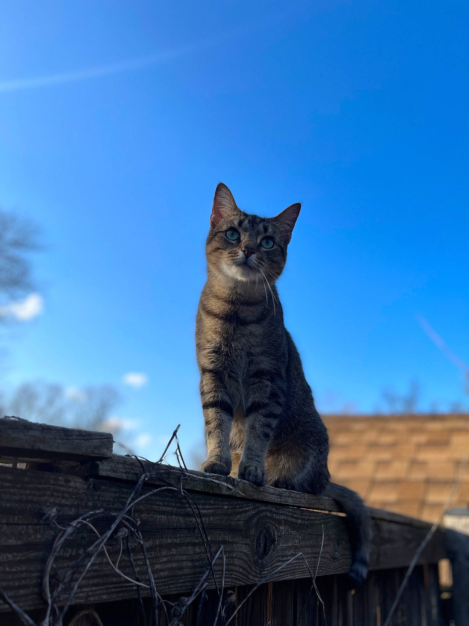 Pip is registered to the contest to win money with this photo: carnivore, cat, cloud, domestic_short_haired_cat, felidae, fur, grass, lynx, monument, plant, roof, sky, small_to_medium_sized_cats, snout, tail, tree, trunk, twig, whiskers, wood