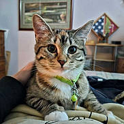 Zelda is registered to the contest to win money with this photo: cat, tabby_cat, pet, collar, bell, whiskers, close_up, indoor, bed, blanket, hand, furniture, dresser, wall_art, tv, shelf, lamp, portrait, cute, curious_eyes