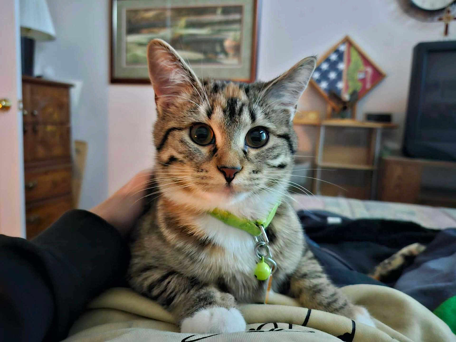 Zelda is registered to the contest to win money with this photo: cat, tabby_cat, pet, collar, bell, whiskers, close_up, indoor, bed, blanket, hand, furniture, dresser, wall_art, tv, shelf, lamp, portrait, cute, curious_eyes