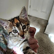 Zelda is registered to the contest to win money with this photo: animal, carpet, cat, closeup, curious, cute, door, ears, eyes, feline, fur, hand, holding, home, indoor, kitten, pet, tabby, whiskers, young
