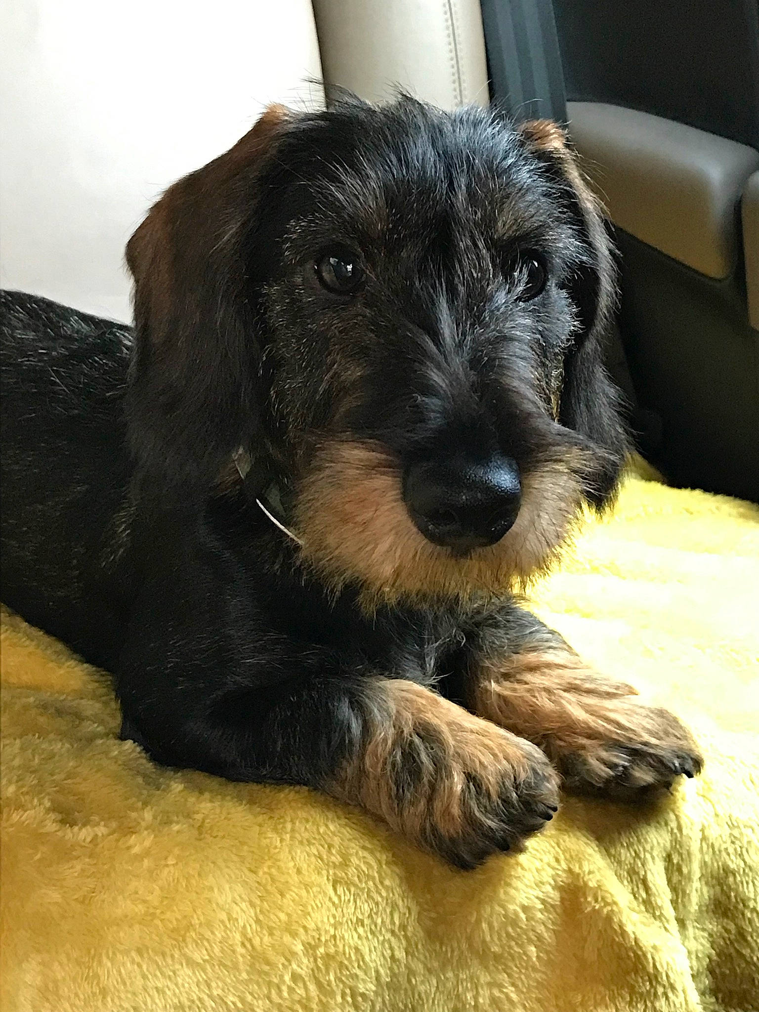 Superman participe au concours pour gagner de l'argent avec cette photo : canidae, carnivore, comfort, companion_dog, dog, dog_breed, fur, paw, small_terrier, snout, sporting_group, terrestrial_animal, terrier, toy_dog, water_dog, working_animal, working_dog