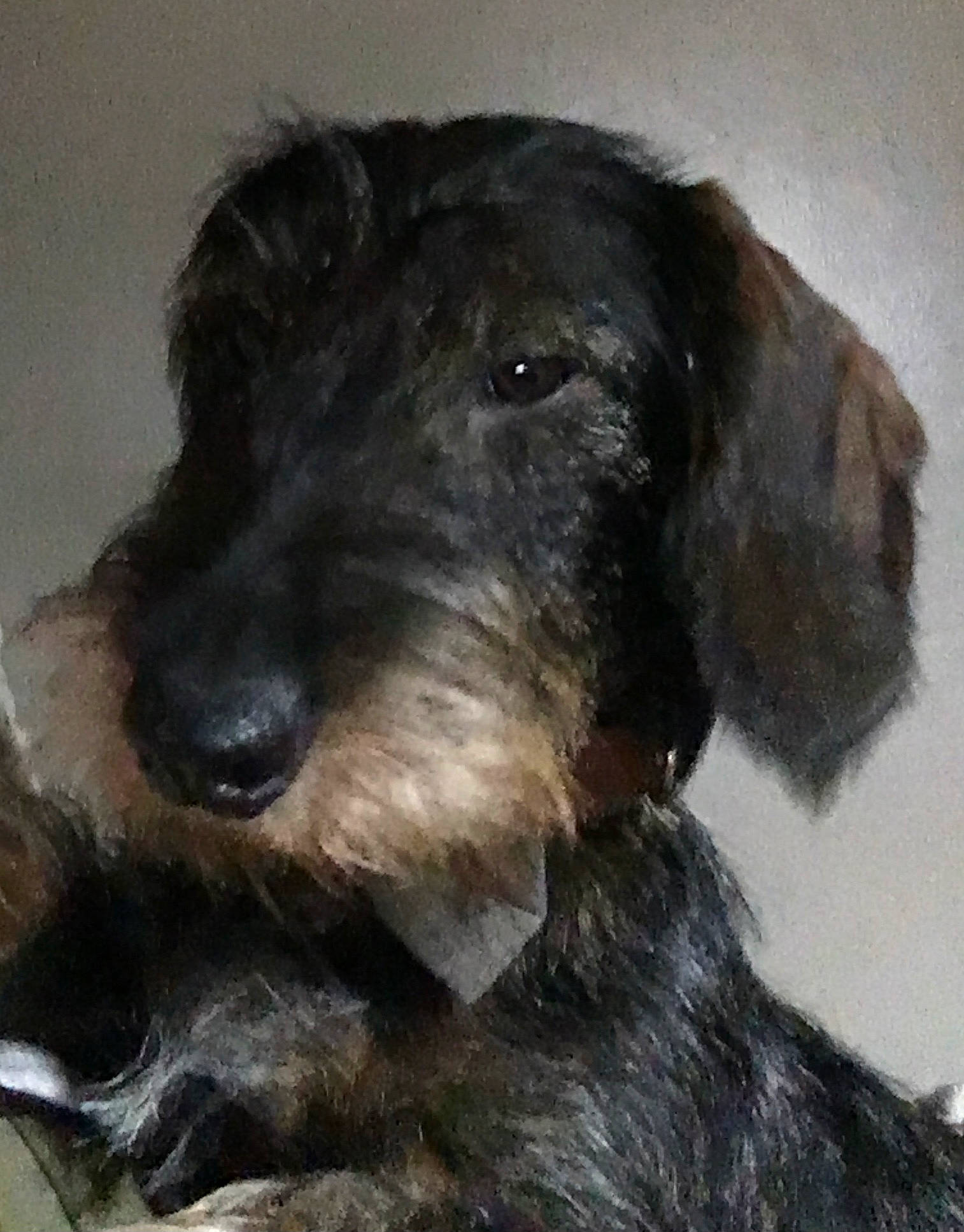 Superman a rejoint le concours — aidez-le/la à gagner de superbes lots ! canidae, carnivore, companion_dog, dog, dog_breed, fur, liver, snout, sporting_group, working_animal