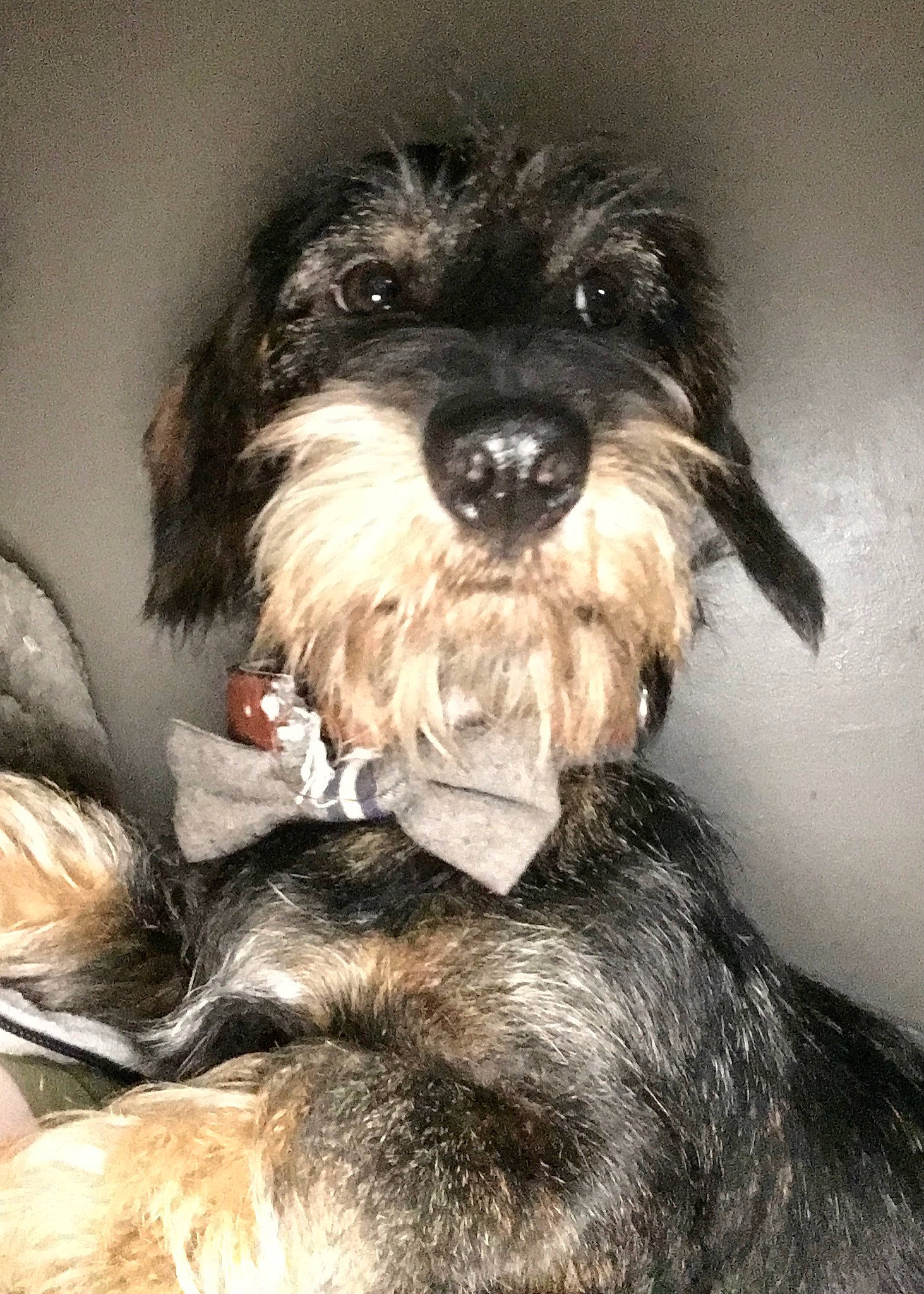 Superman a rejoint le concours — aidez-le/la à gagner de superbes lots ! biewer_terrier, canidae, carnivore, companion_dog, dog, dog_breed, fur, liver, maltepoo, non_sporting_group, schnauzer, small_terrier, snout, sporting_group, terrier, toy_dog, water_dog, working_animal, yorkipoo