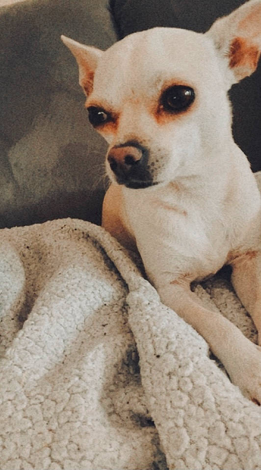 Tito a rejoint le concours — aidez-le/la à gagner de superbes lots ! canidae, carmine, carnivore, companion_dog, corgi_chihuahua, dog, dog_breed, ear, eye, eyelash, fawn, fur, head, non_sporting_group, nose, snout, terrestrial_animal, toy_dog, whiskers, working_animal