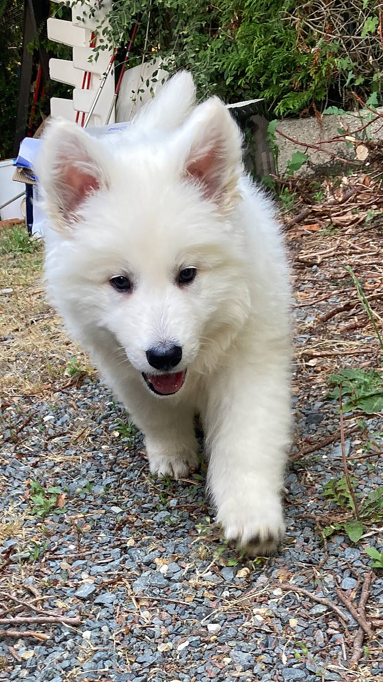 Xena a rejoint le concours — aidez-le/la à gagner de superbes lots ! american_eskimo_dog, carnivore, collar, companion_dog, dog, dog_breed, dog_supply, fang, fur, german_spitz_klein, german_spitz_mittel, grass, herding_dog, indian_spitz, japanese_spitz, plant, samoyed, spitz, sporting_group, volpino_italiano