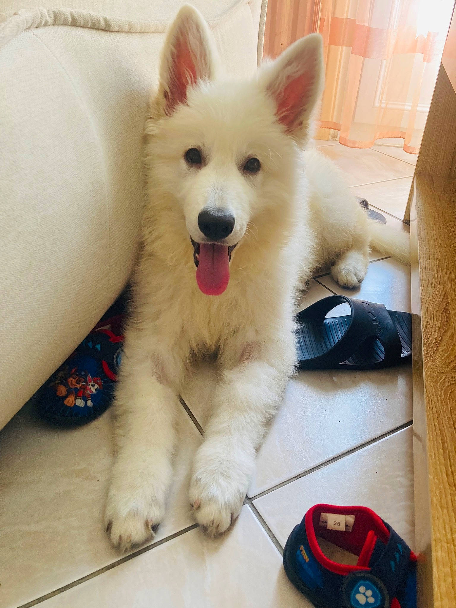 Xena participe au concours pour gagner de l'argent avec cette photo : box, canidae, carnivore, carton, companion_dog, dog, dog_breed, dog_supply, fawn, flooring, fur, hardwood, paw, samoyed, shipping_box, snout, sporting_group, tail, working_animal, working_dog