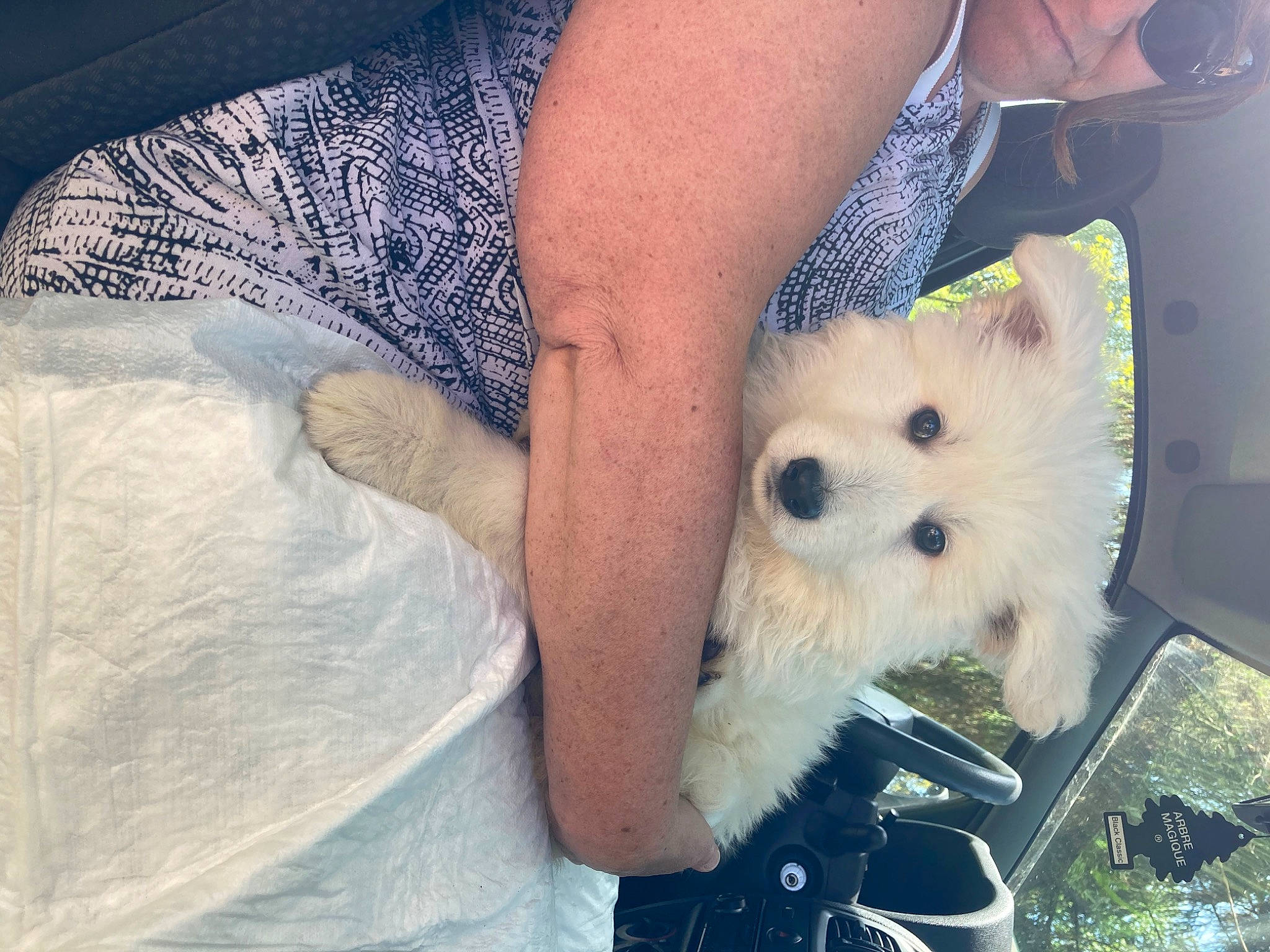 Xena a rejoint le concours — aidez-le/la à gagner de superbes lots ! canidae, carnivore, companion_dog, dog, dog_breed, eye, fawn, foot, fur, gesture, hair, head, human_leg, snout, spitz, sporting_group, toy, toy_dog, tree, whiskers