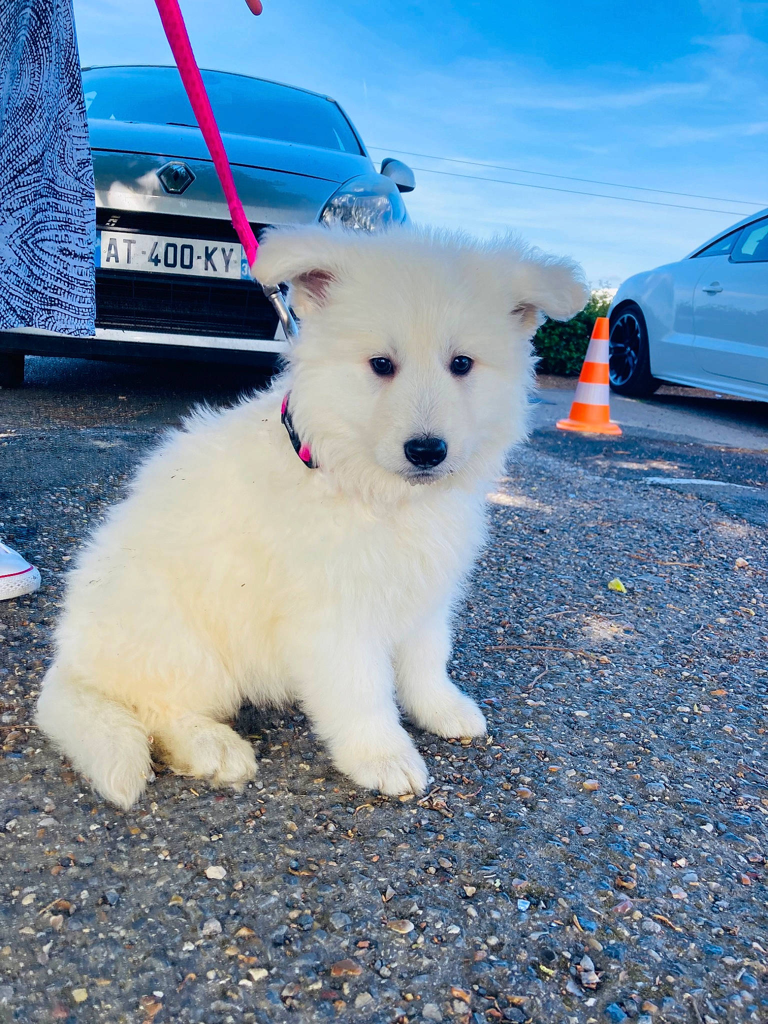 Xena participe au concours pour gagner de l'argent avec cette photo : asphalt, automotive_tire, blue, canidae, car, carnivore, cloud, companion_dog, dog, dog_breed, electric_blue, hood, road_surface, samoyed, sky, spitz, sporting_group, tire, vehicle, wheel
