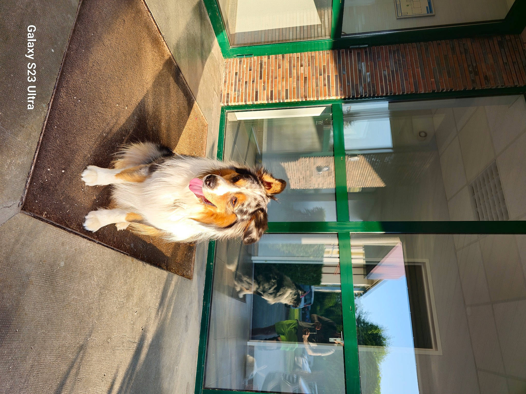 Pogo a rejoint le concours — aidez-le/la à gagner de superbes lots ! art, building, canidae, carnivore, companion_dog, dog, eyewear, facade, fawn, felidae, fur, room, small_to_medium_sized_cats, sporting_group, sunglasses, tree, whiskers, wood