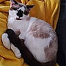 Kitty participe au concours pour gagner de l'argent avec cette photo : animal, cat, closeup, cozy, curled_up, cute, domestic_cat, fur_pattern, furry, indoor, paw, peaceful, pet, relaxed, resting, sleeping, soft, tail, whiskers, yellow_blanket