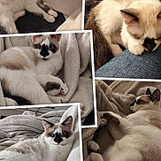 Kitty participe au concours pour gagner de l'argent avec cette photo : animal, blanket, cat, collage, cozy, cute, denim, face_markings, feline, fur, indoor, kitten, paw, pet, relaxing, resting, sleeping, soft, whiskers, young