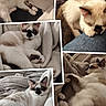 animal, blanket, cat, collage, cozy, cute, denim, face_markings, feline, fur, indoor, kitten, paw, pet, relaxing, resting, sleeping, soft, whiskers, young