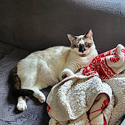 Kitty a rejoint le concours — aidez-le/la à gagner de superbes lots ! cat, feline, pet, indoor, couch, blanket, cozy, relaxed, fur, whiskers, ears, paw, resting, domestic_animal, animal, furniture, home, soft, warm, curious