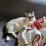 cat, feline, pet, indoor, couch, blanket, cozy, relaxed, fur, whiskers, ears, paw, resting, domestic_animal, animal, furniture, home, soft, warm, curious