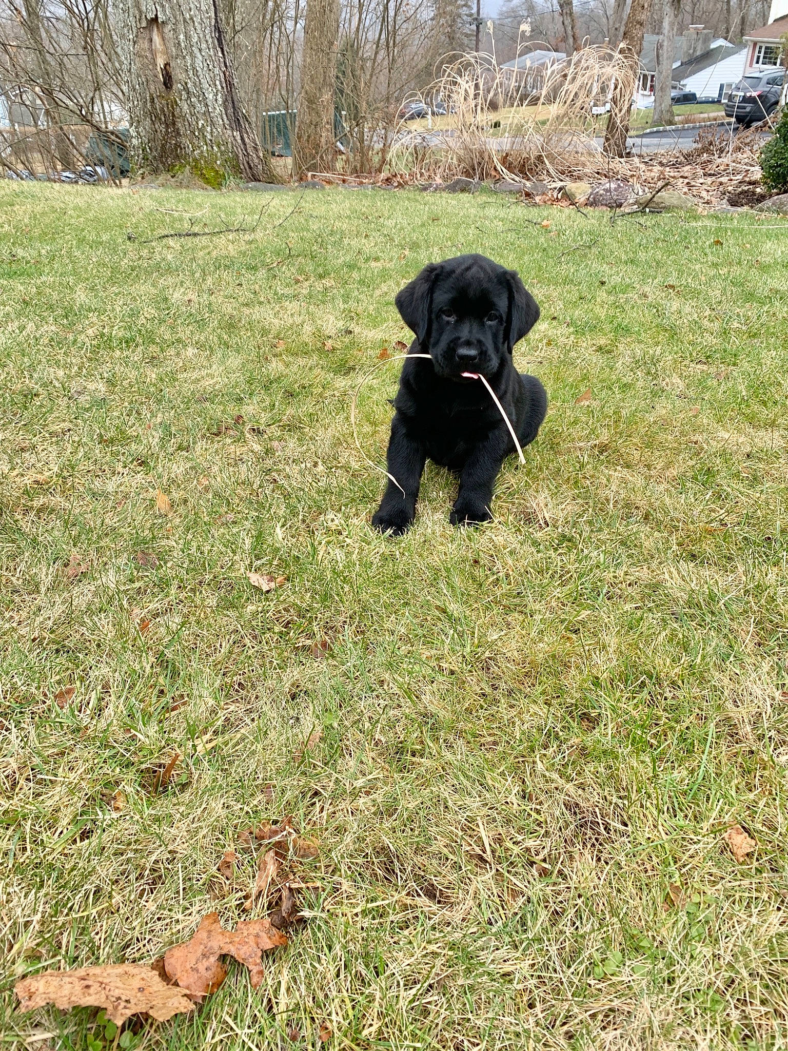 Norah joined the competition — help win amazing prizes! carnivore, companion_dog, dog, dog_breed, fawn, grass, grass_family, grassland, groundcover, gun_dog, lawn, mammal, meadow, pasture, plant, snout, tail, terrestrial_animal, tree, working_animal