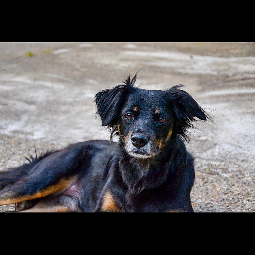 Lady