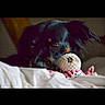 Lady participe au concours pour gagner de l'argent avec cette photo : dog, toy, crocheted_toy, octopus, black_dog, blanket, bedroom, indoor, pet, curious, animal, close_up, soft_light, cozy, resting, cute, playful, fur, looking, relaxed