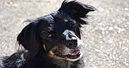 Lady participe au concours pour gagner de l'argent avec cette photo : dog, black_dog, smiling, outdoor, sunlight, pet, animal, ears, fur, happy, closeup, canine, nature, daylight, portrait, looking, grassless, background_blur, tongue, friendly