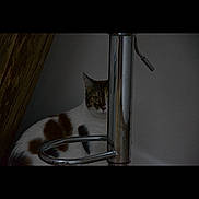 Sira participe au concours pour gagner de l'argent avec cette photo : cat, animal, pet, metal, bar, shadow, dark, indoor, feline, curious, hiding, wood, wall, striped, white, brown, black, quiet, still, mysterious