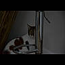 cat, animal, pet, metal, bar, shadow, dark, indoor, feline, curious, hiding, wood, wall, striped, white, brown, black, quiet, still, mysterious