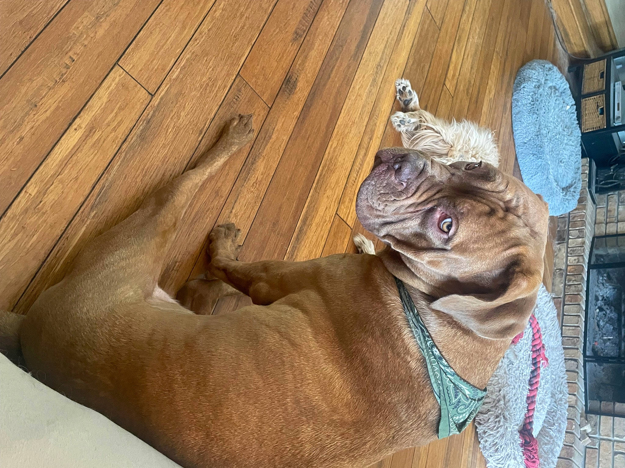 Teddy joined the competition — help win amazing prizes! cat, domestic_short_haired_cat, fawn, felidae, flooring, fur, hardwood, human_leg, paw, small_to_medium_sized_cats, snout, tail, terrestrial_animal, visual_arts, whiskers, wildlife, wood, wood_stain, working_animal, wrinkle