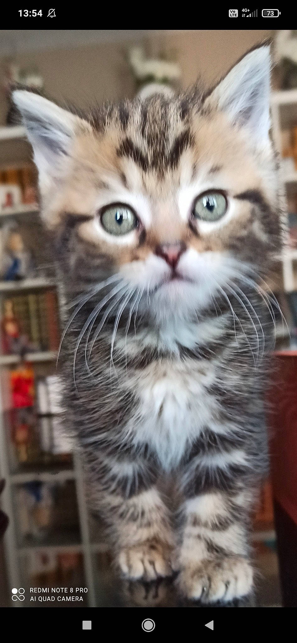 Bambi a rejoint le concours — aidez-le/la à gagner de superbes lots ! carnivore, cat, close_up, domestic_short_haired_cat, door, felidae, fur, paw, photography, small_to_medium_sized_cats, snout, tail, terrestrial_animal, whiskers, wildlife