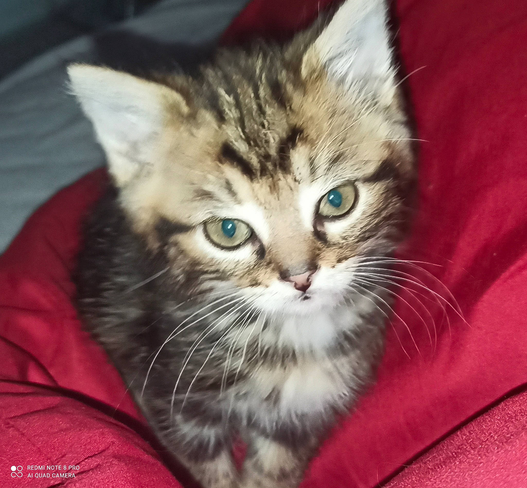 Bambi participe au concours pour gagner de l'argent avec cette photo : carnivore, cat, cat_supply, claw, close_up, comfort, domestic_short_haired_cat, felidae, fur, paw, small_to_medium_sized_cats, snout, whiskers