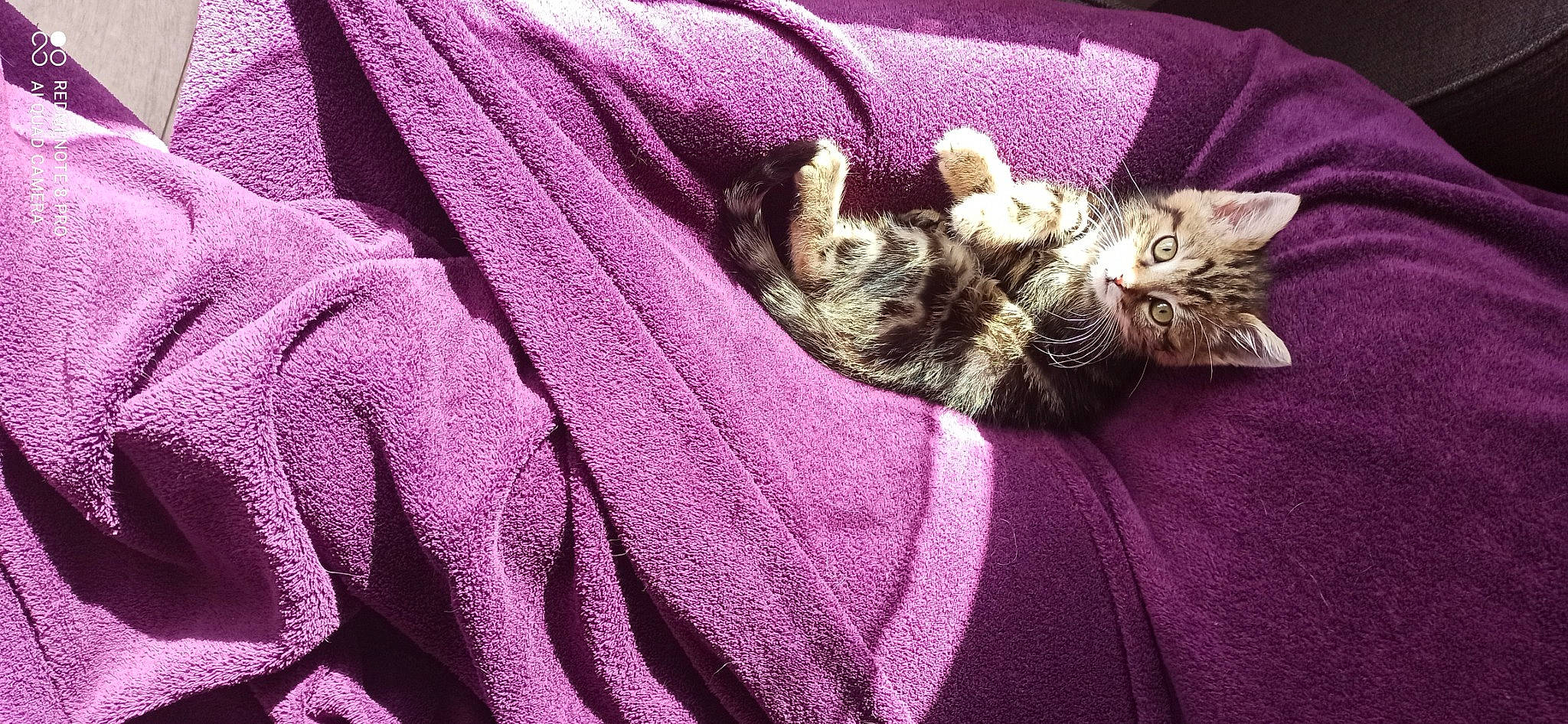 Bambi a rejoint le concours — aidez-le/la à gagner de superbes lots ! carnivore, cat, comfort, domestic_short_haired_cat, fawn, felidae, fur, grey, linens, magenta, paw, petal, pink, purple, sleeve, small_to_medium_sized_cats, tail, textile, violet, whiskers