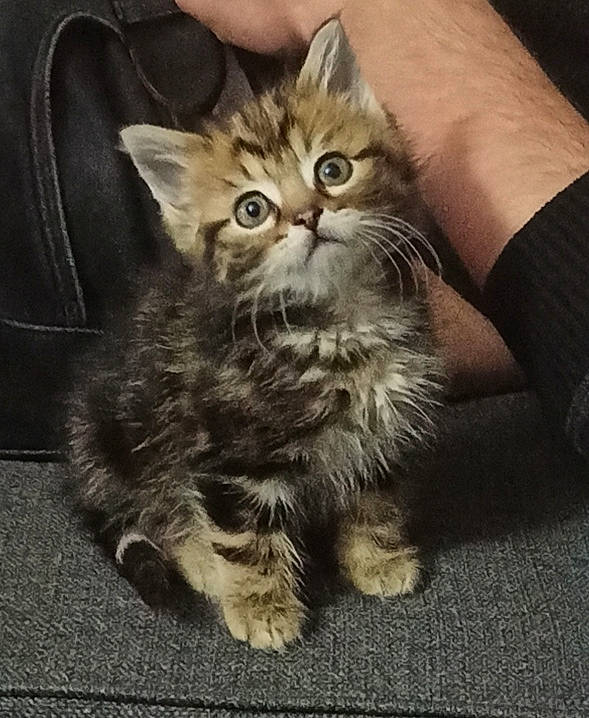 Bambi participe au concours pour gagner de l'argent avec cette photo : box, carnivore, cat, claw, comfort, domestic_short_haired_cat, eye, felidae, fur, iris, maine_coon, paw, sitting, small_to_medium_sized_cats, snout, terrestrial_animal, whiskers