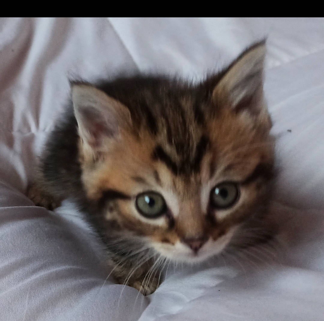 Bambi participe au concours pour gagner de l'argent avec cette photo : carnivore, cat, comfort, domestic_short_haired_cat, eye, fawn, felidae, fur, small_to_medium_sized_cats, snout, whiskers, window