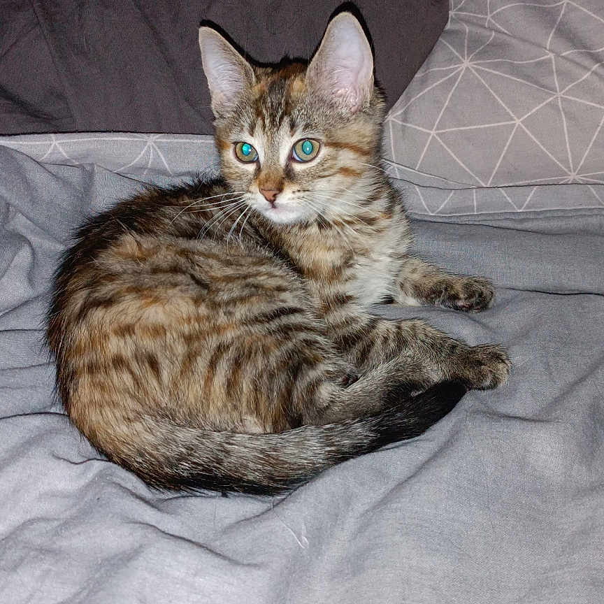 Vénus