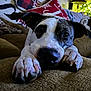 Mallory is registered to the contest to win money with this photo: dog, paw, face, nose, couch, indoor, close_up, pet, animal, fur, ears, resting, cozy, home, cute, lying_down, brown, white, black, relaxed