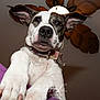 Mallory joined the competition — help win amazing prizes! dog, pet, close_up, indoor, collar, ears, paw, ceiling_light, leaf_decor, curious, canine, animal, portrait, looking_down, snout, white_fur, brown_patches, photography, furniture, home