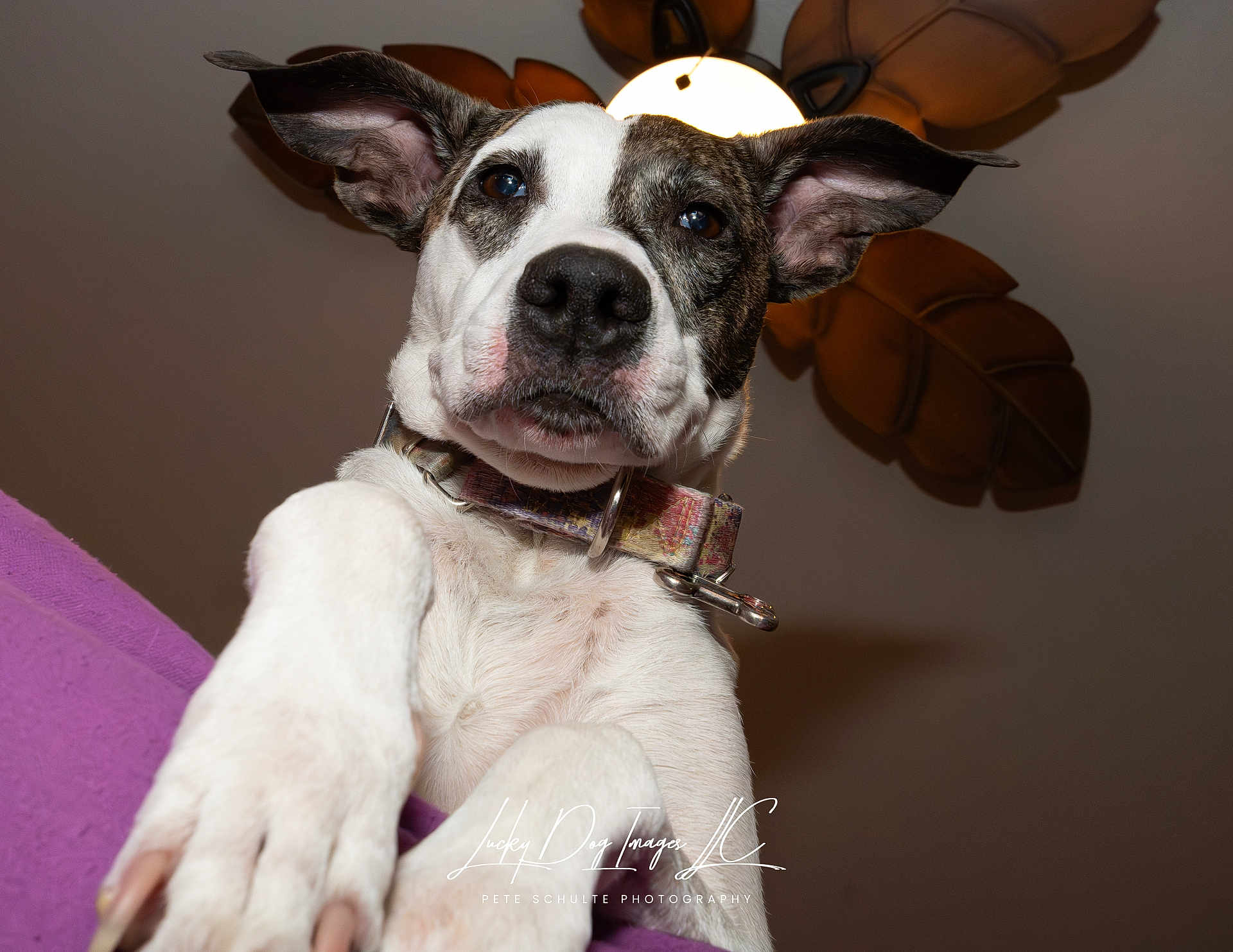 Mallory joined the competition — help win amazing prizes! dog, pet, close_up, indoor, collar, ears, paw, ceiling_light, leaf_decor, curious, canine, animal, portrait, looking_down, snout, white_fur, brown_patches, photography, furniture, home