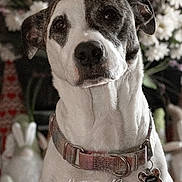 Mallory joined the competition — help win amazing prizes! dog, collar, pet_tag, portrait, close_up, animal, canine, white_fur, brown_fur, flower_background, indoor, soft_light, pet, calm, ears, snout, whiskers, neck, domestic_animal, cute