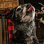 dog, tongue, indoor, pet, animal, closeup, fur, old_dog, portrait, face, expression, whiskers, black_dog, gray_fur, cozy, home, background, rustic, playful, canine