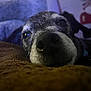 Oliver is registered to the contest to win money with this photo: animal, background, black, brown, calm, close_up, cozy, dog, face, fur, indoor, laying, nose, pet, portrait, quiet, resting, sleepy, soft, white