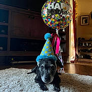 Oliver is registered to the contest to win money with this photo: animal, balloon, birthday_hat, black_dog, carpet, celebration, cozy, cute, decor, dog, floor, furniture, home, indoor, living_room, old_dog, party, pet, polka_dot, ribbon