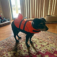Oliver is registered to the contest to win money with this photo: dog, life_jacket, indoor, rug, patterned_rug, natural_light, door, vertical_blinds, wood_floor, pet, animal, standing, black_dog, orange, decor, home_interior, shadow, window, leash_ring, quiet