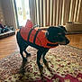 dog, life_jacket, indoor, rug, patterned_rug, natural_light, door, vertical_blinds, wood_floor, pet, animal, standing, black_dog, orange, decor, home_interior, shadow, window, leash_ring, quiet