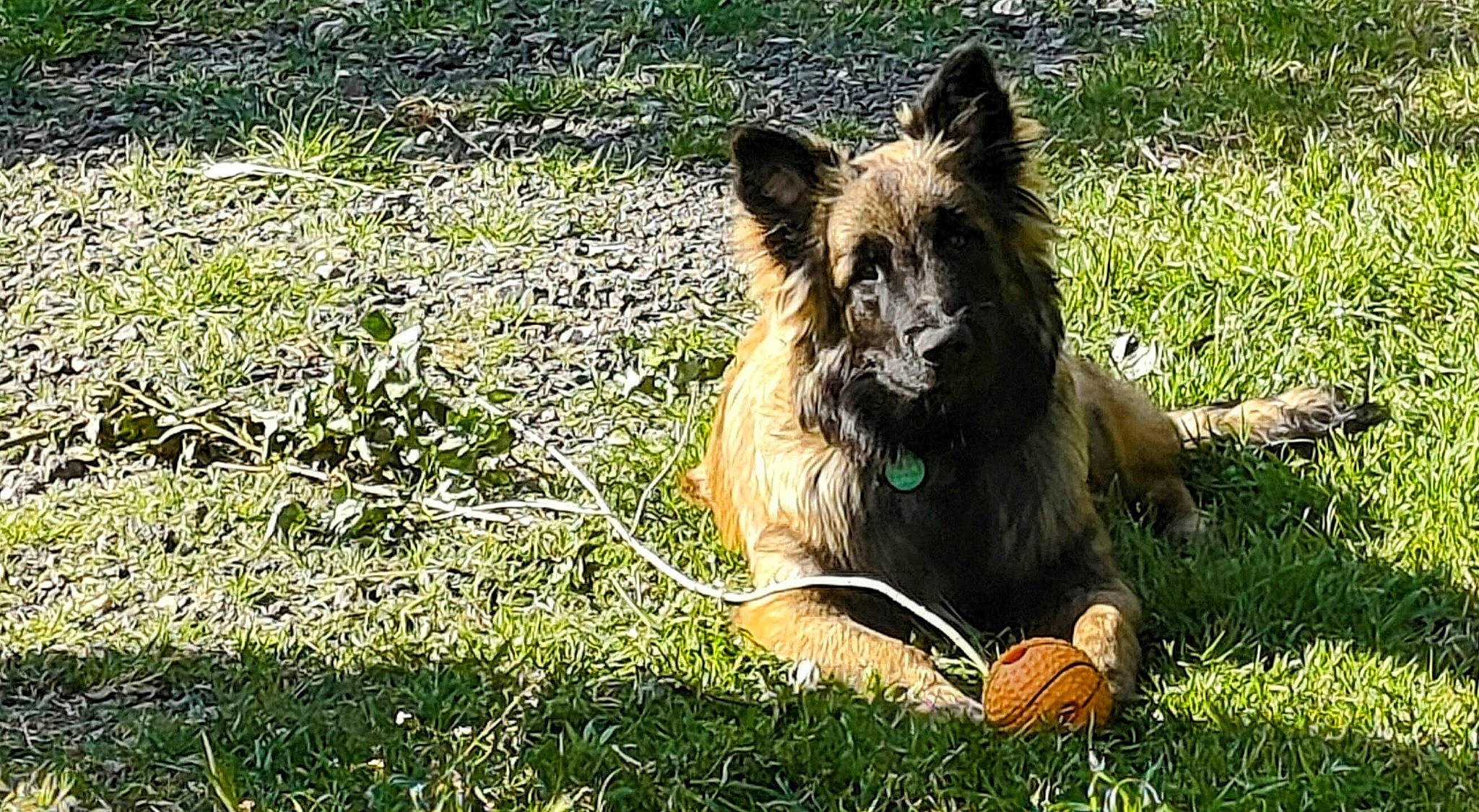 Freud a rejoint le concours — aidez-le/la à gagner de superbes lots ! canidae, carnivore, companion_dog, dog, dog_breed, fawn, felidae, fur, german_spitz_mittel, grass, grassland, groundcover, herding_dog, mane, pasture, plant, sporting_group, tail, terrestrial_animal, whiskers