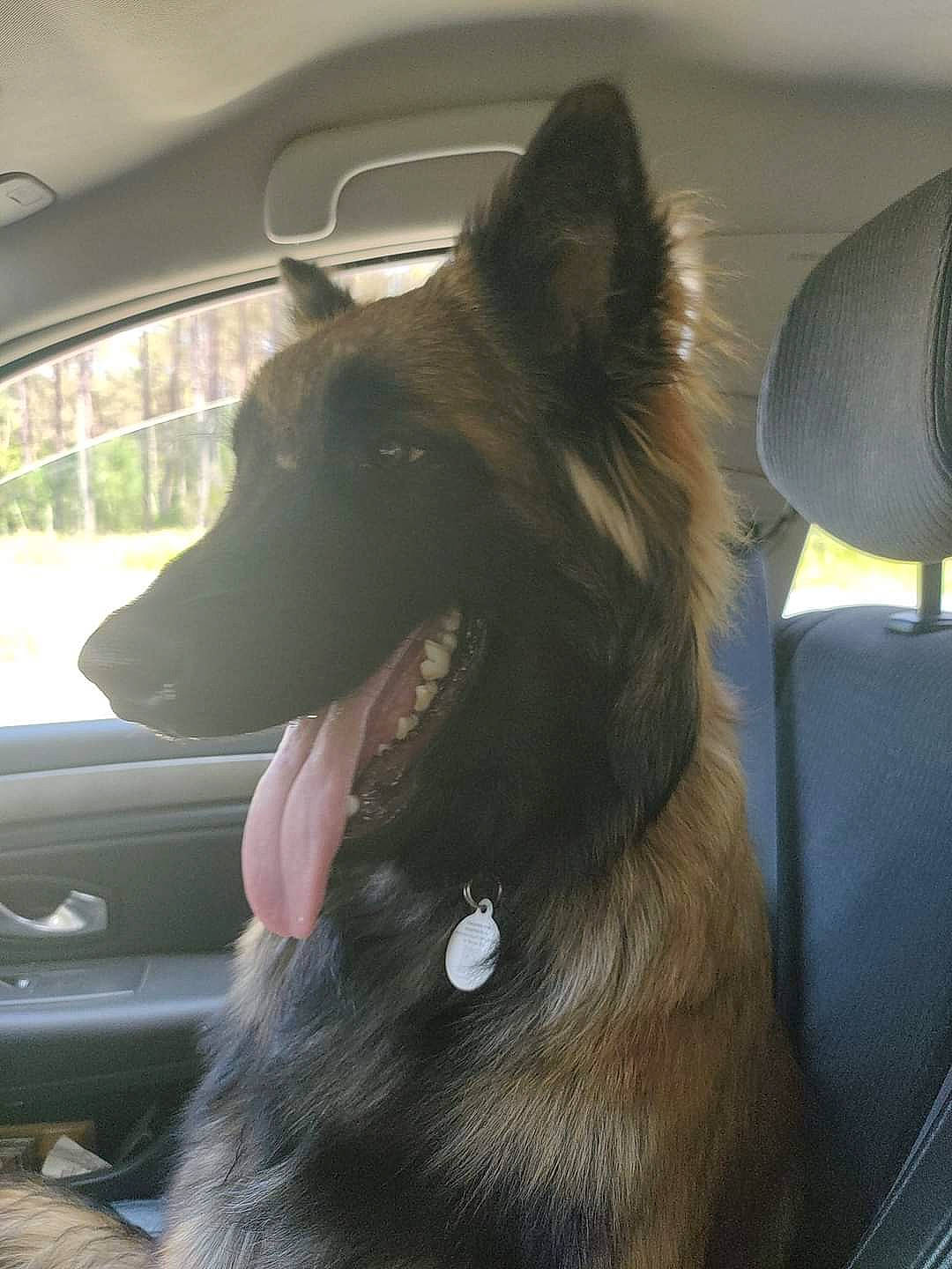 Freud a rejoint le concours — aidez-le/la à gagner de superbes lots ! automotive_mirror, canidae, car, carnivore, companion_dog, dog, dog_breed, dog_collar, family_car, fur, herding_dog, liver, snout, sporting_group, tints_and_shades, vehicle, vehicle_door, whiskers, windshield, working_animal