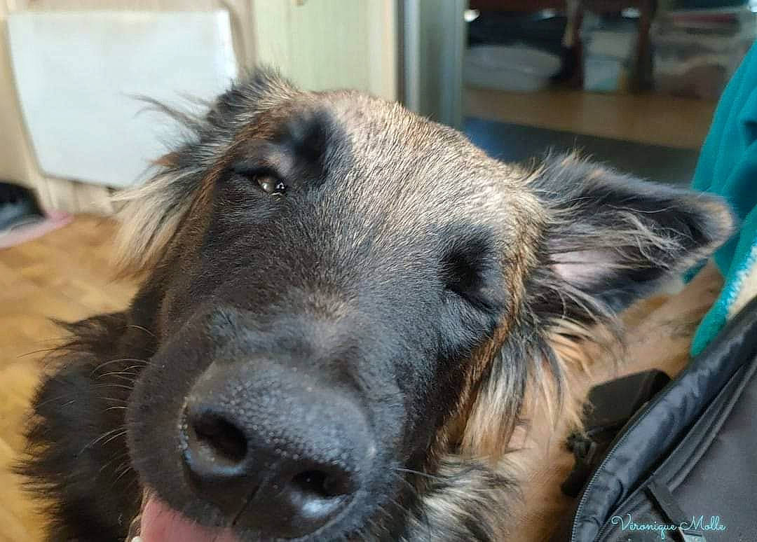 Freud participe au concours pour gagner de l'argent avec cette photo : canidae, carnivore, collar, companion_dog, dog, dog_breed, ear, fur, giant_dog_breed, liver, livestock, pack_animal, snout, sporting_group, terrestrial_animal, whiskers, working_animal, working_dog