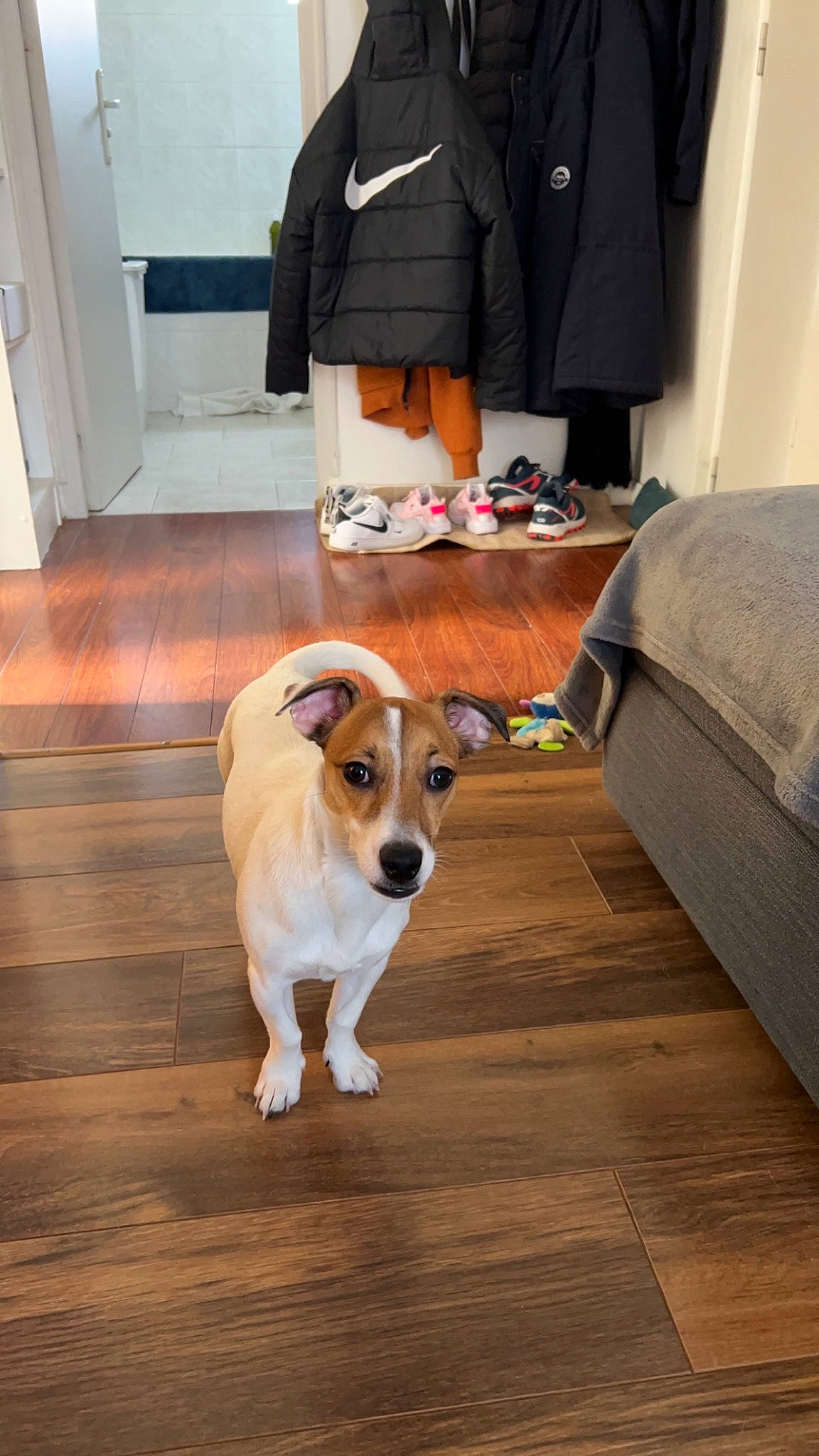 Lily a rejoint le concours — aidez-le/la à gagner de superbes lots ! bag, carnivore, chair, collar, comfort, companion_dog, dog, dog_breed, fawn, floor, flooring, hardwood, laminate_flooring, sleeve, sporting_group, tail, varnish, wood, wood_flooring, working_animal