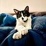 animal, bed, black_and_white, blanket, blue, cat, closeup, comfort, cozy, curious, cute, domestic, feline, fur, indoor, paws, pet, portrait, relaxed, whiskers