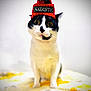 Nemo is registered to the contest to win money with this photo: animal, black_and_white, blanket, cat, curious, cute, funny, hat, indoor, knit_hat, naughty, pet, pom_pom, portrait, sitting, soft_focus, text, white, wide_eyes, yellow