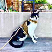 Nemo joined the competition — help win amazing prizes! alert, animal, black_and_white, cat, concrete_wall, curious, daylight, domestic, ears, feline, fur, greenery, harness, leash, outdoor, pet, plants, sitting, tail, wooden_deck