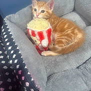 Lilah joined the competition — help win amazing prizes! kitten, orange_tabby, cat, pet_bed, plush, toy, popcorn_toy, indoor, cozy, cute, feline, resting, animal, fur, small, domestic_cat, sleepy, soft, comfort, bed