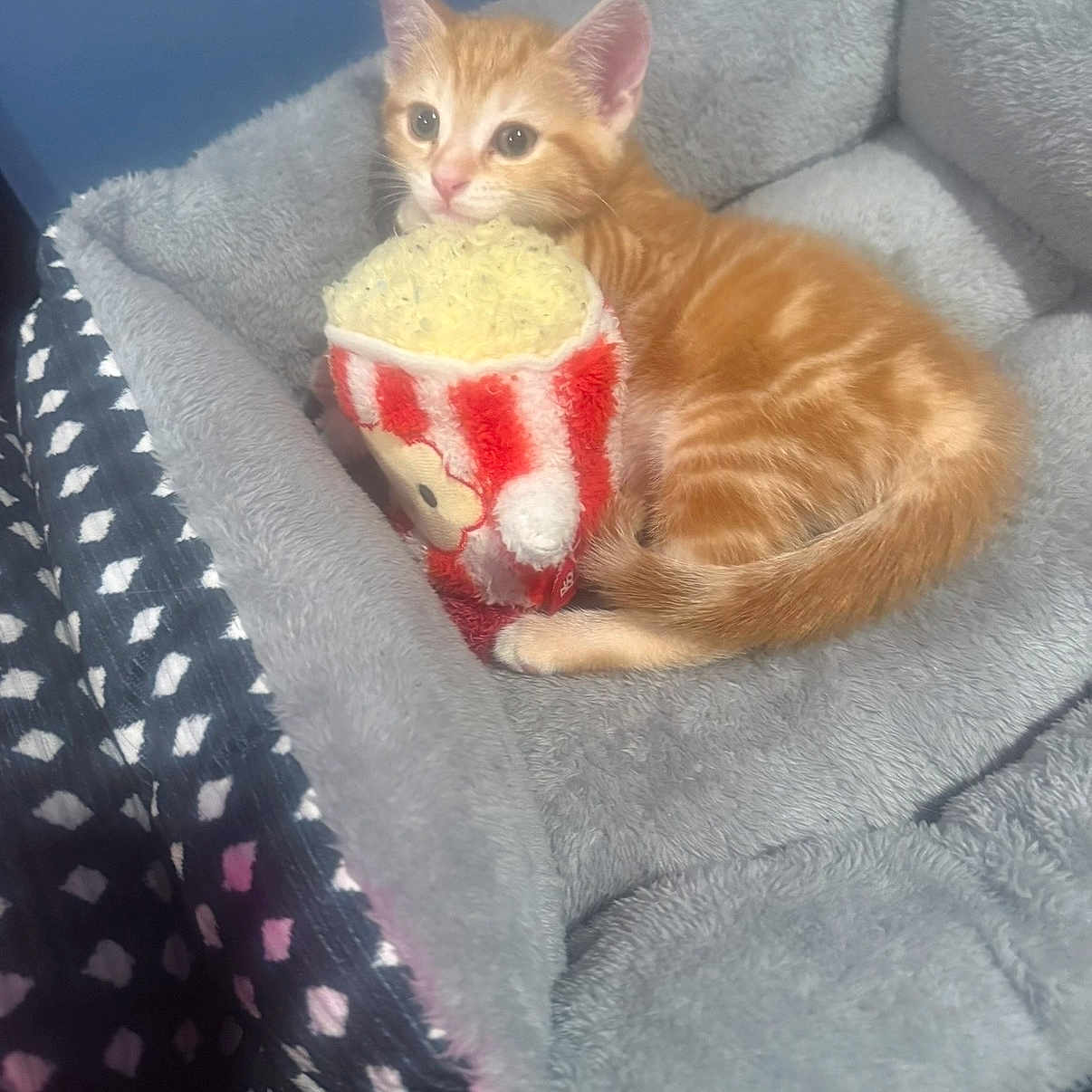 Lilah joined the competition — help win amazing prizes! animal, bed, cat, comfort, cozy, cute, domestic_cat, feline, fur, indoor, kitten, orange_tabby, pet_bed, plush, popcorn_toy, resting, sleepy, small, soft, toy