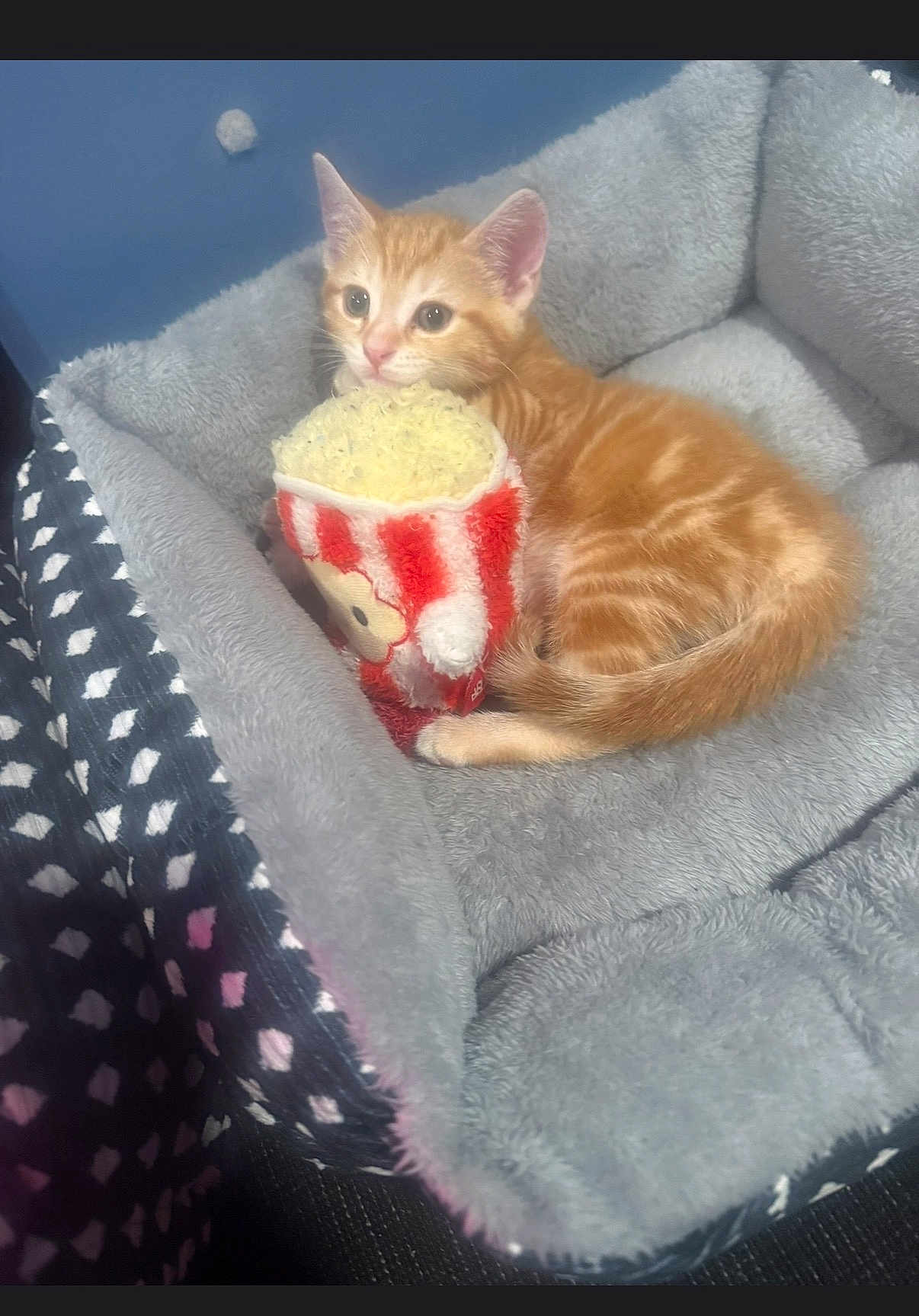 Lilah joined the competition — help win amazing prizes! kitten, orange_tabby, cat, pet_bed, plush, toy, popcorn_toy, indoor, cozy, cute, feline, resting, animal, fur, small, domestic_cat, sleepy, soft, comfort, bed